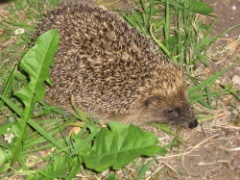 20100706 Hedgehog